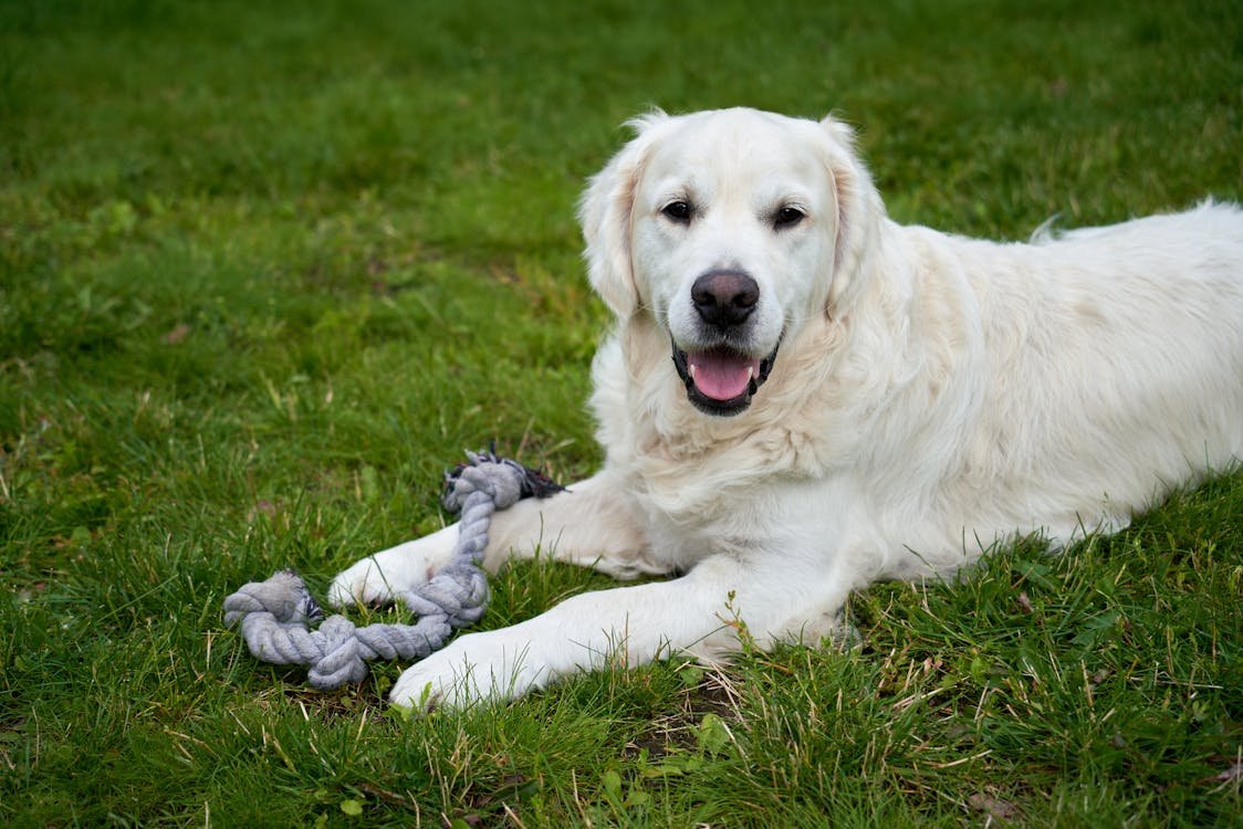 Free A cheerful white golden retriever plays on the grass with a rope toy in Oslo, Norway. Stock Photo