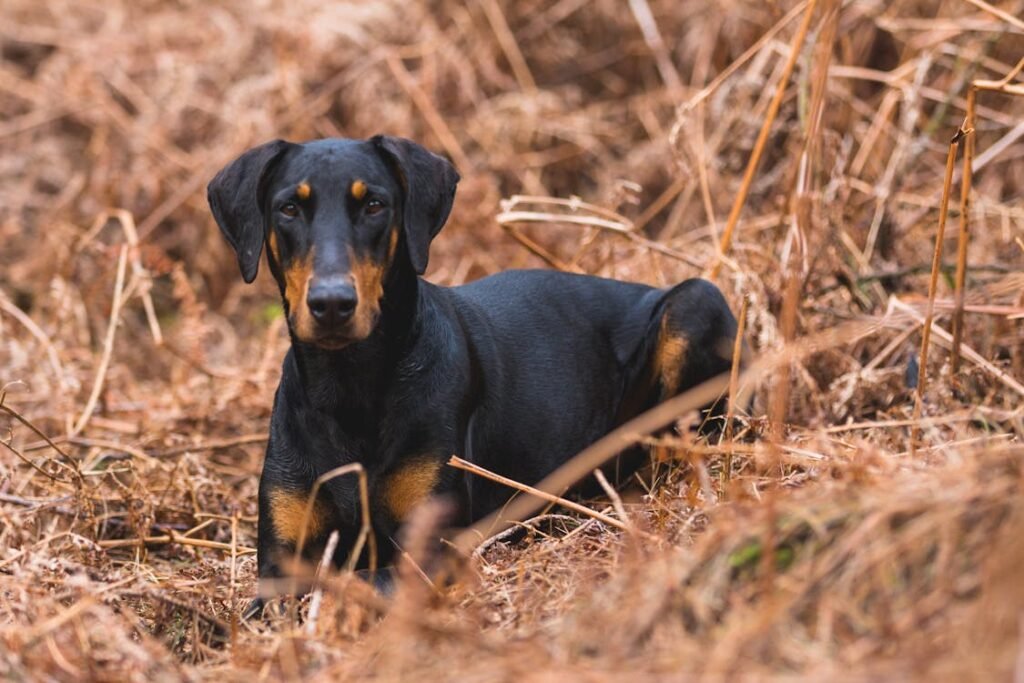 Free A Doberman dog sitting in brown autumn foliage, showcasing its sleek black coat. Stock Photo