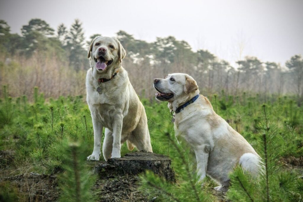 Free Two Labrador Retrievers enjoying a walk in a lush green forest, showcasing nature's beauty. Stock Photo