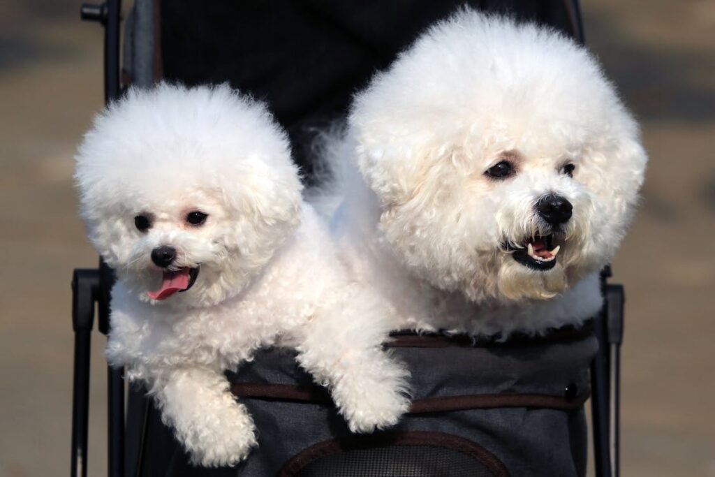 Free Poodles in Carriage Stock Photo