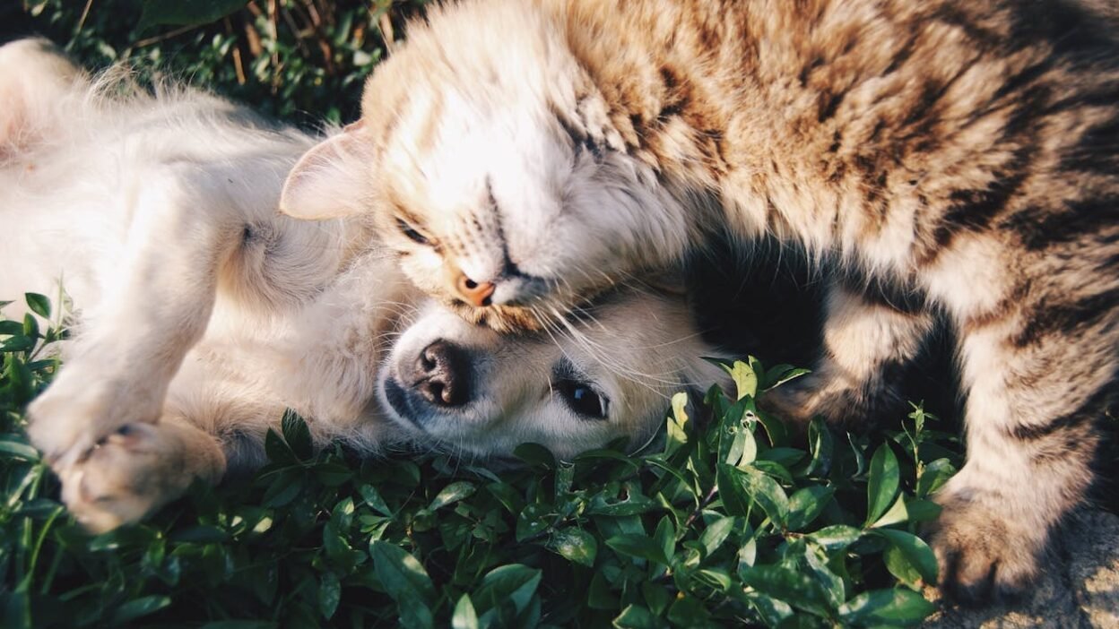 A heartwarming moment of a cat cuddling a dog on green grass outdoors.