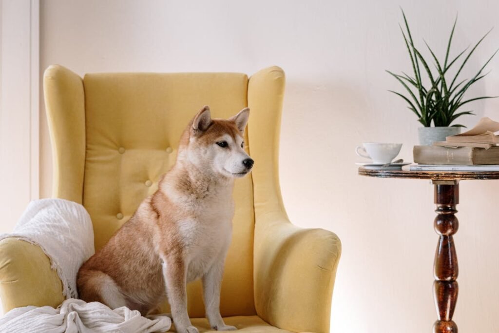 Free Adorable Shiba Inu sitting on a yellow armchair next to a coffee table with a plant. Stock Photo