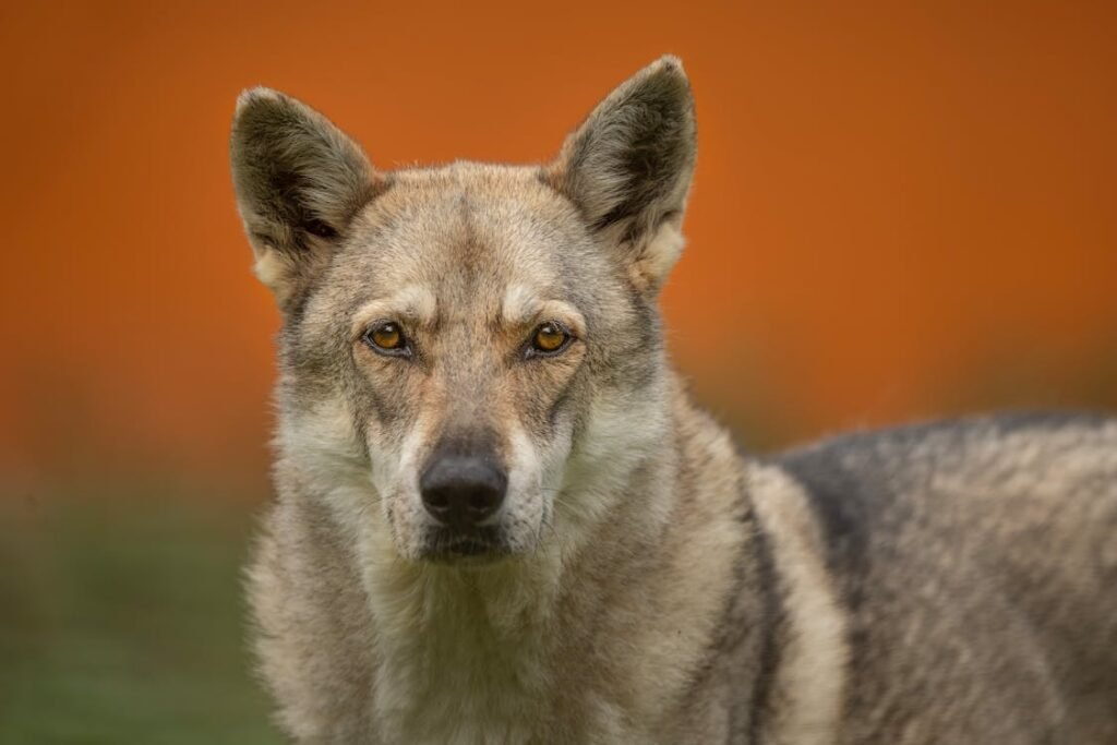 Free A close-up portrait of a Czechoslovakian Wolfdog with an intense gaze against a blurred background. Stock Photo