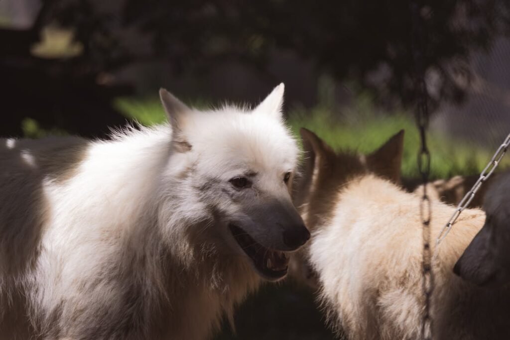 Free Two white wolves in a natural habitat, showcasing their thick fur and wild nature. Stock Photo