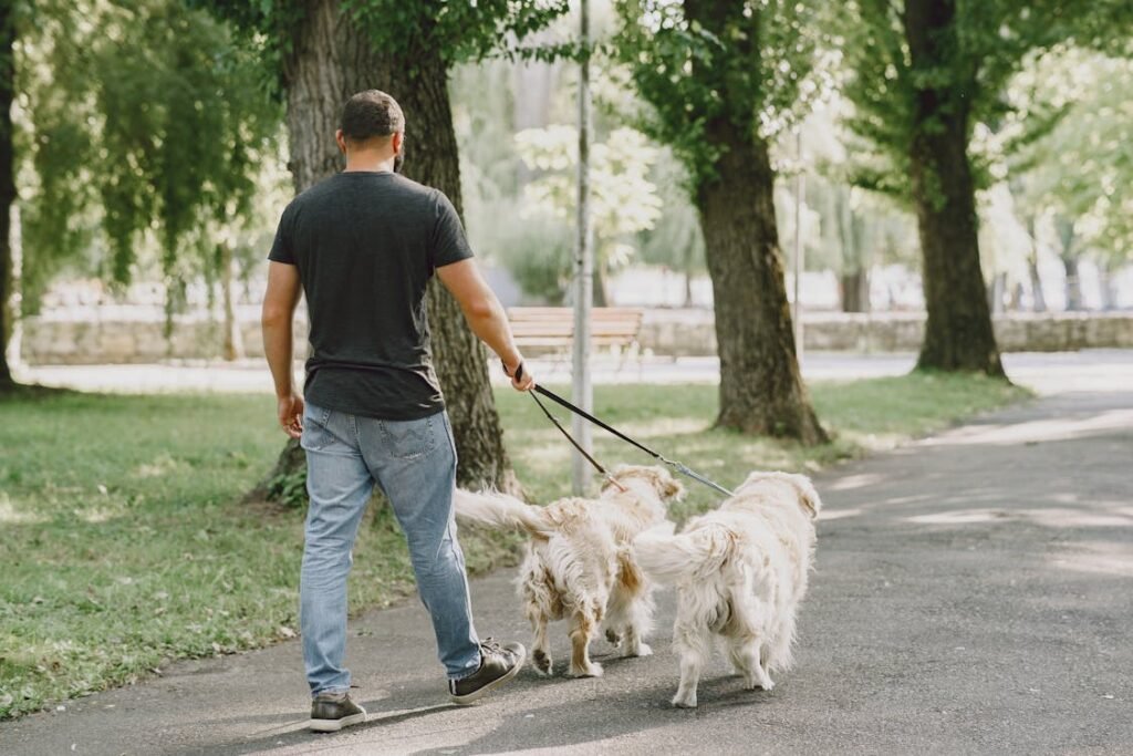 Free A man enjoys a stroll with two dogs in a serene park on a sunny day. Stock Photo