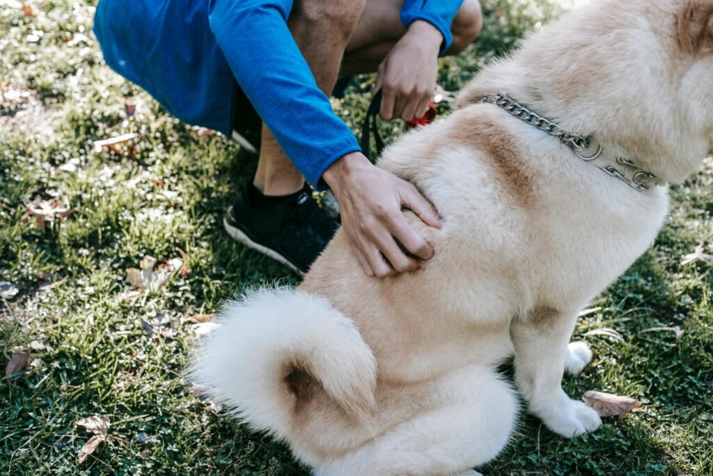 Free A person gently caressing a friendly Akita dog sitting on grass outdoors in daylight. Stock Photo