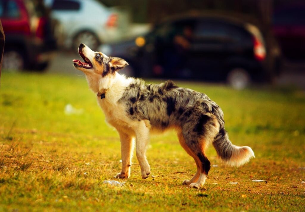 Free Merle-coated Australian Shepherd puppy enjoying outdoor playtime on a sunny day. Stock Photo