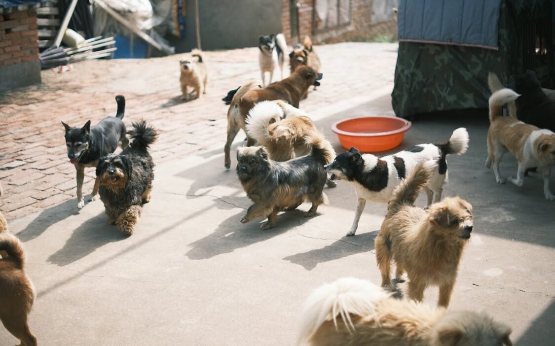 Free Dogs on Pavement in Town Stock Photo