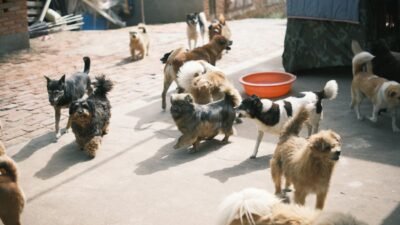 Free Dogs on Pavement in Town Stock Photo