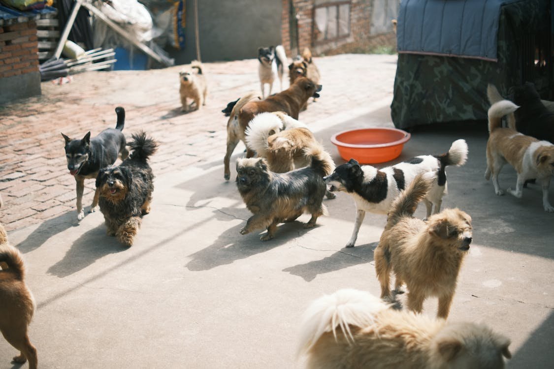 Free Dogs on Pavement in Town Stock Photo