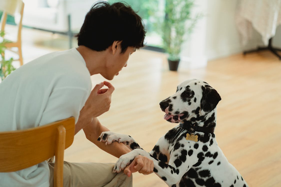 Free A dalmatian dog playfully interacts with its owner in a cozy indoor setting, creating a warm atmosphere. Stock Photo