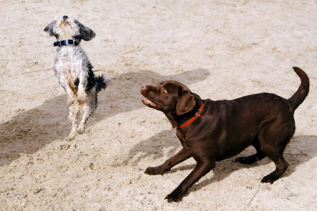 Free Two dogs playfully jumping and interacting on a sandy beach, showcasing energy and joy. Stock Photo