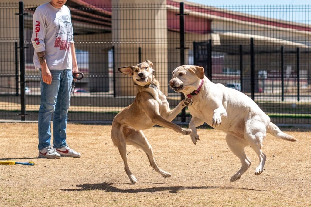 Free Two dogs energetically playing while a person watches in an outdoor park. Stock Photo