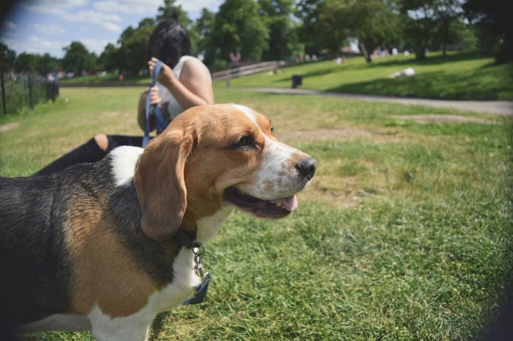 Free Beagle dog with owner enjoying a sunny day in a lush green park. Stock Photo