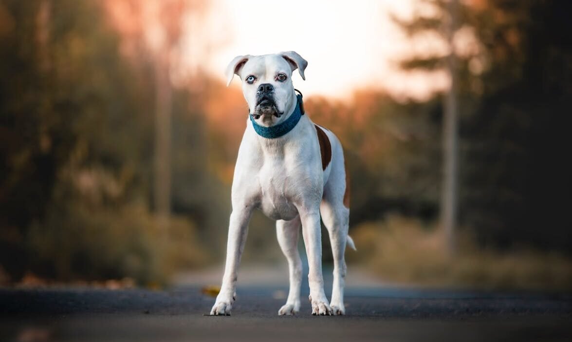 Free A white and brown Boxer dog stands confidently on a road in autumn. Stock Photo