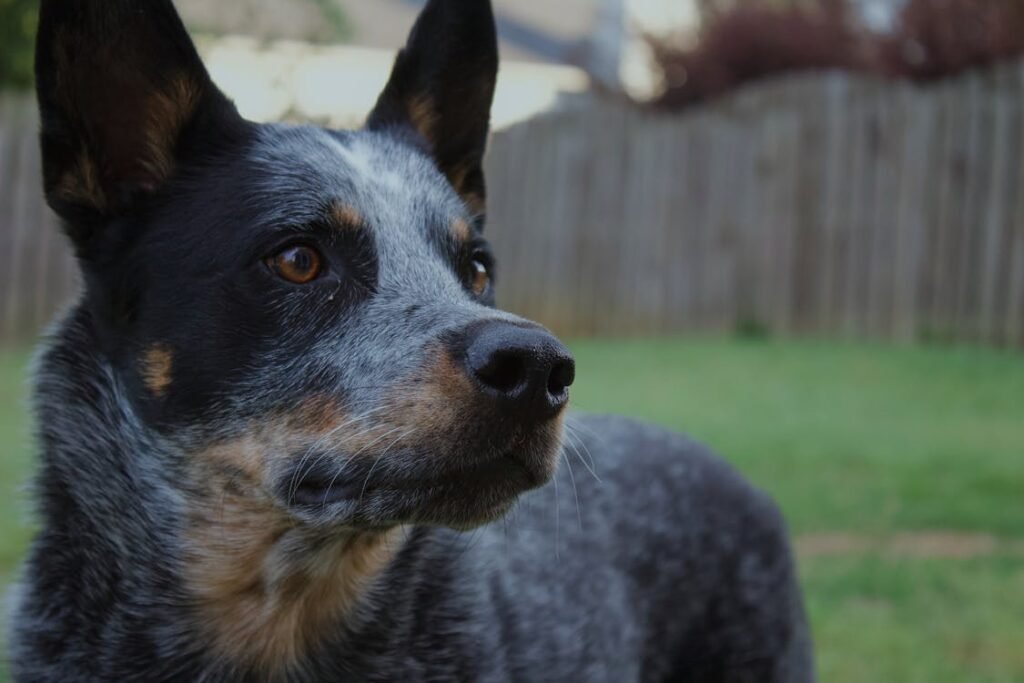 Free Australian Cattle Dog photographed outdoors in a backyard setting, showcasing its distinctive features. Stock Photo