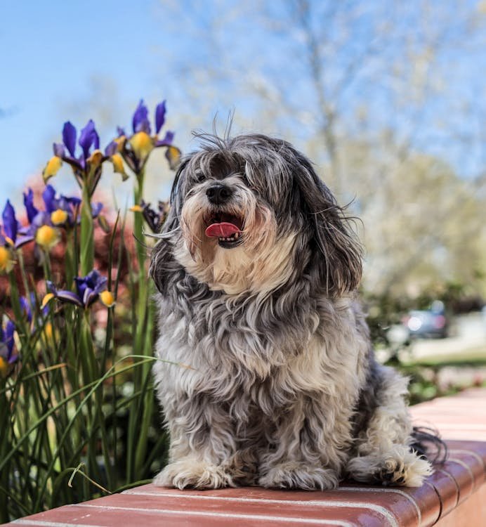 Free Adorable Lhasa Apso dog seated outdoors by colorful iris flowers on a sunny day. Stock Photo