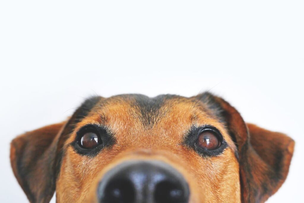 Free Adorable close-up of a brown dog's face with a curious expression and focus on its eyes and nose. Stock Photo