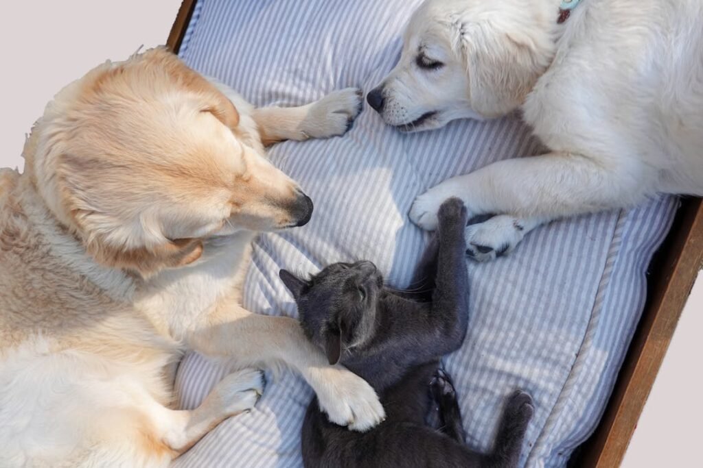 Free Adorable golden retrievers and a cat comfortably lounging on a bed, exuding tranquility. Stock Photo