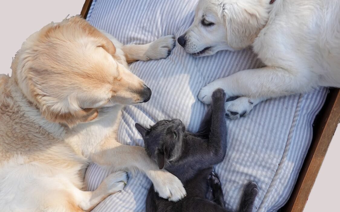 Free Adorable golden retrievers and a cat comfortably lounging on a bed, exuding tranquility. Stock Photo