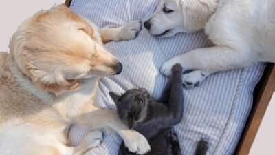 Free Adorable golden retrievers and a cat comfortably lounging on a bed, exuding tranquility. Stock Photo