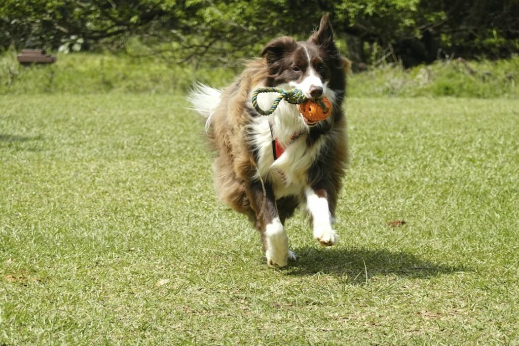 Free Energetic Border Collie Playing Outdoors Stock Photo