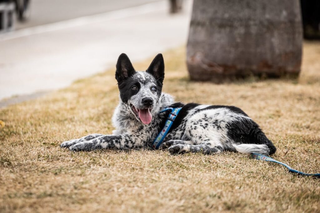 Free Dog with Leash Lying on Ground Stock Photo