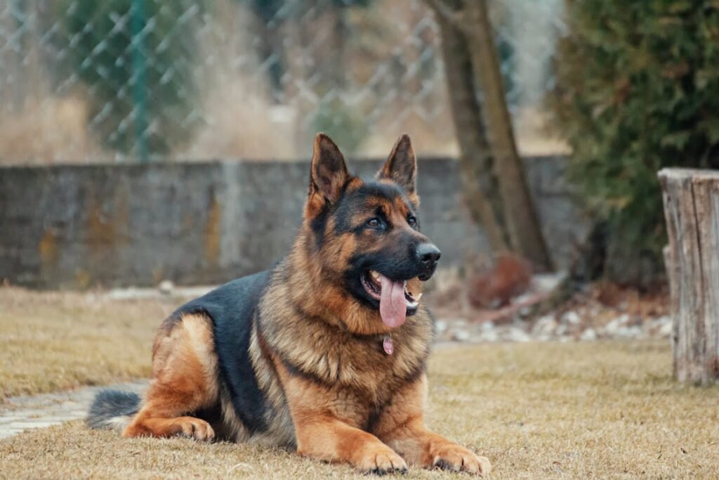 Free Close-up of a German Shepherd lying on grass, tongue out, outdoor setting. Stock Photo