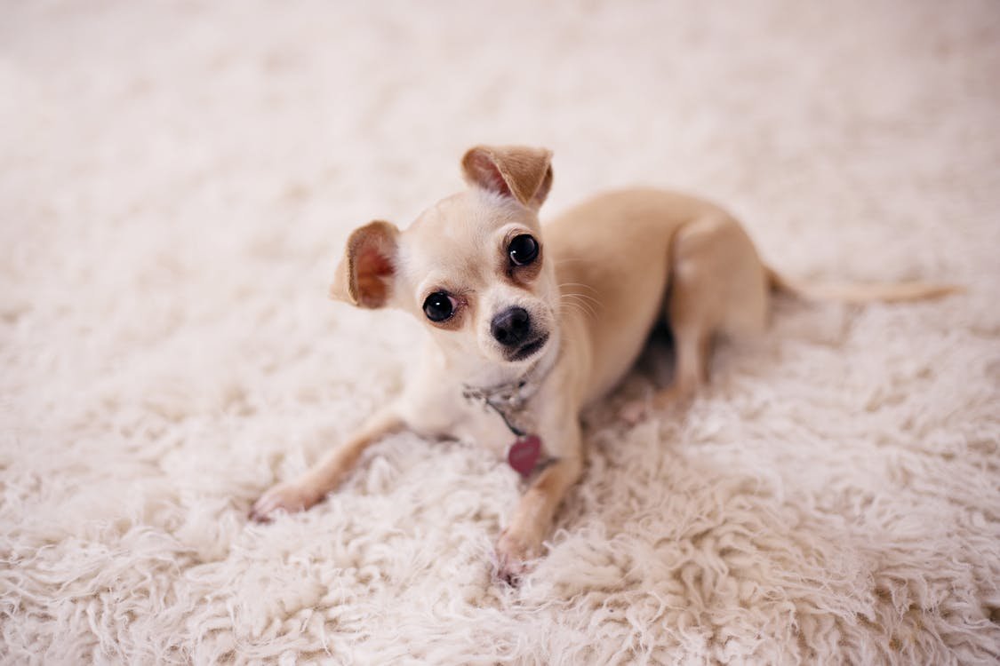 Free A cute Chihuahua puppy lying on a soft, white, fluffy carpet, looking at the camera. Stock Photo