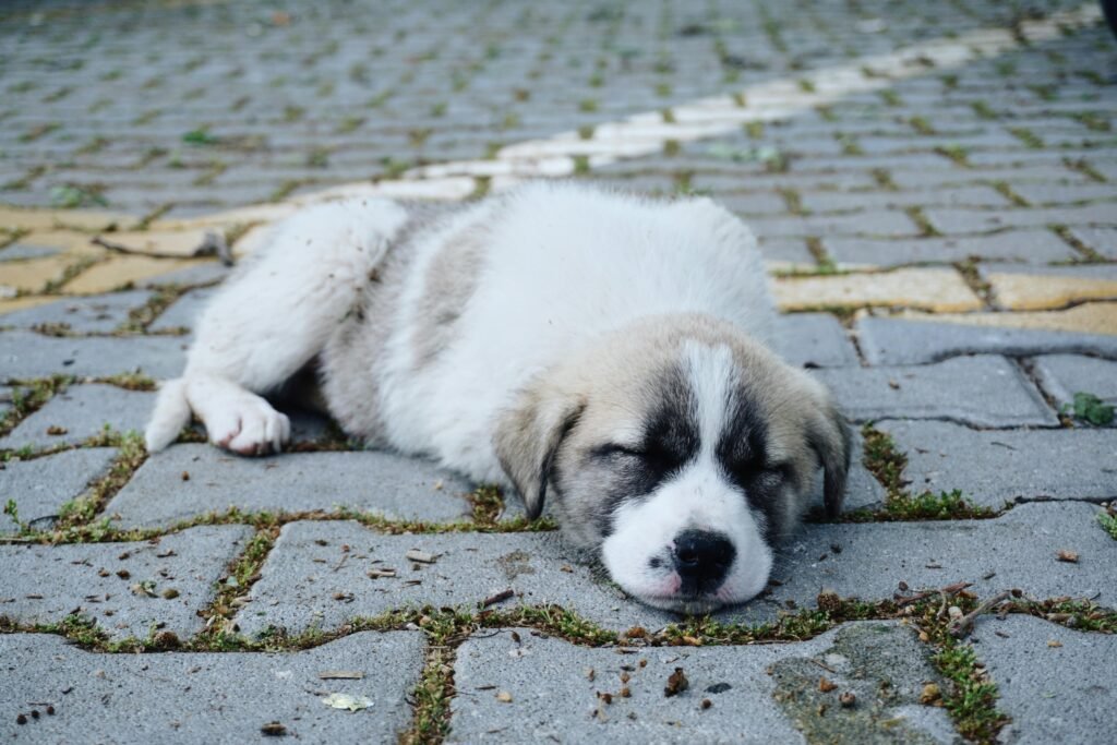 pexels yana kangal 494677995 22221851