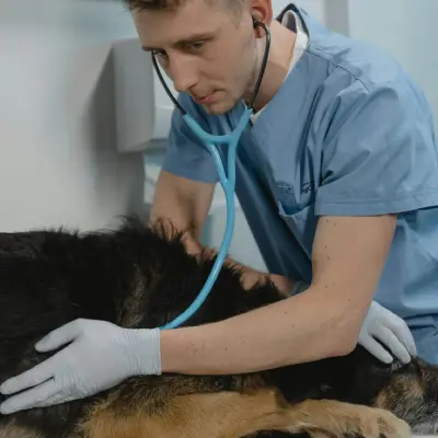 Core Vaccines Every Puppy Needs