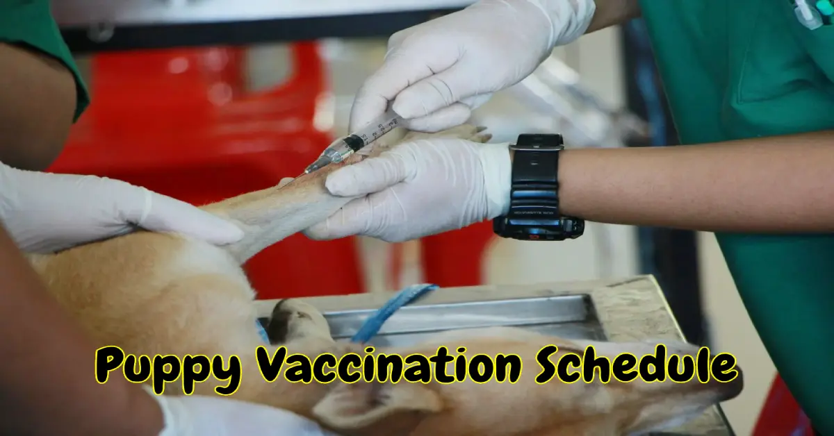 Puppy Vaccination Schedule