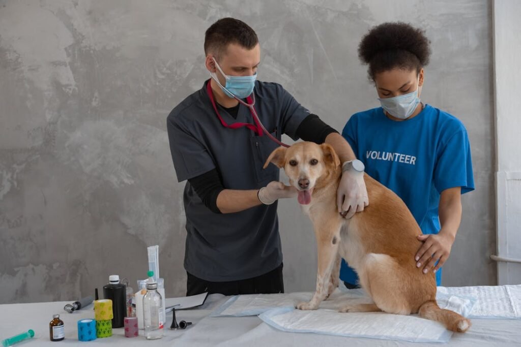 Free Vet and volunteer examining a dog in a clinic. Professional healthcare assistance. Stock Photo