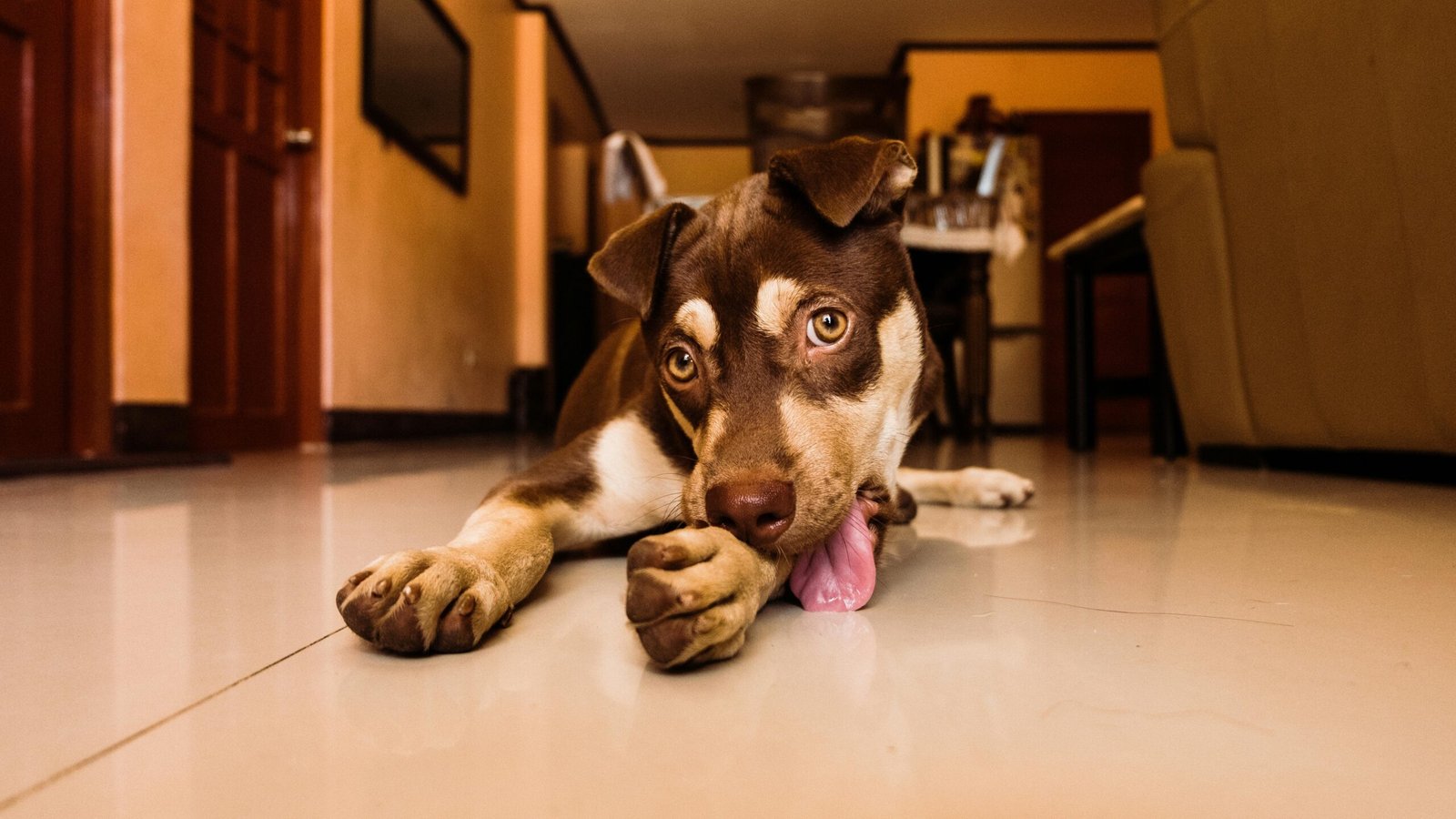 pexels iamjaysonlorenzo 1567681 scaled