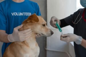 Types of Dog Vaccines: Core vs. Non-Core Vaccinations Explained